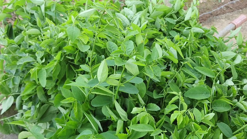 Rơ lưỡi cho trẻ sơ sinh bằng rau ngót không phải là biện pháp y khoa được khuyến cáo