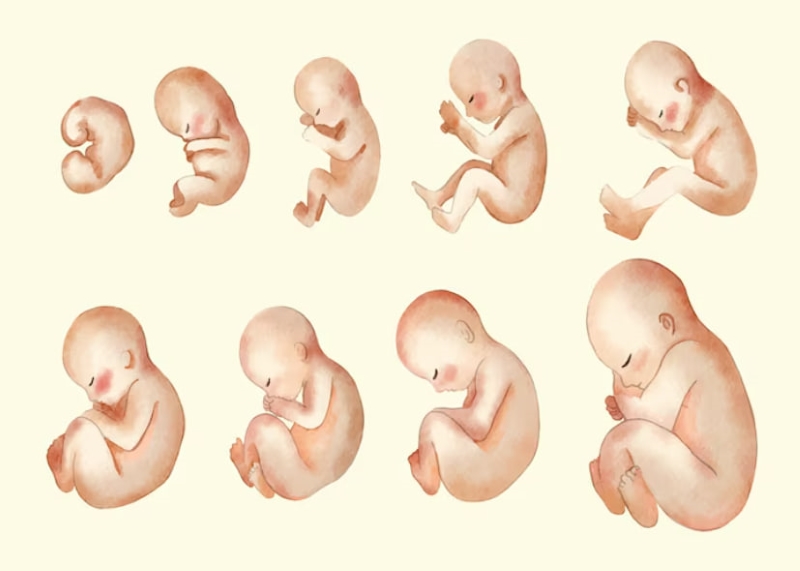 Chiều dài xương đùi của thai nhi phản ánh khả năng phát triển của thai 