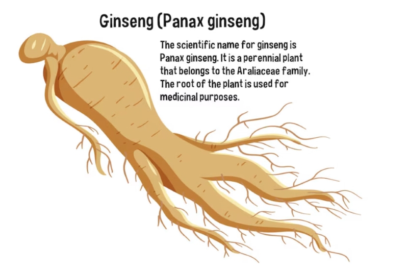 Quyết định sử dụng nhân sâm cần dựa trên đánh giá cụ thể từ bác sĩ điều trị