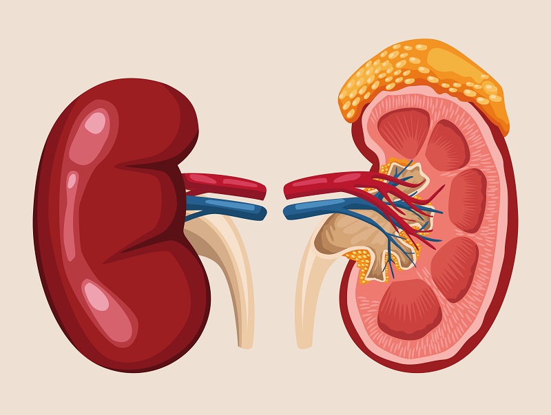 Thận có vai trò lọc máu, đào thải chất thải và duy trì cân bằng nước - điện giải trong cơ thể. 