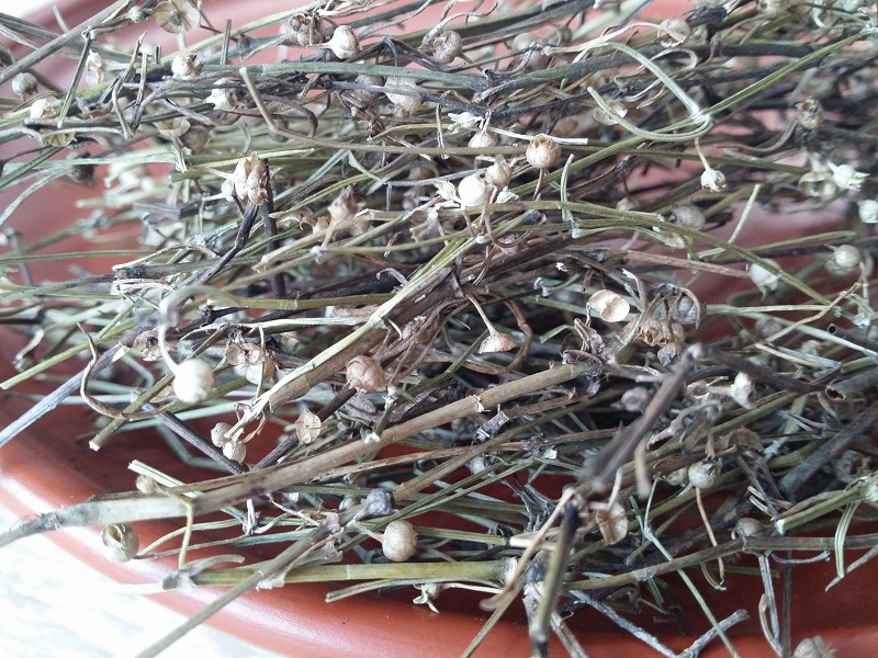 ạch hoa xà thiệt thảo là dược liệu hỗ trợ sức khỏe, không có tác dụng chữa khỏi ung thư hay thay thế các phương pháp điều trị hiện đại.