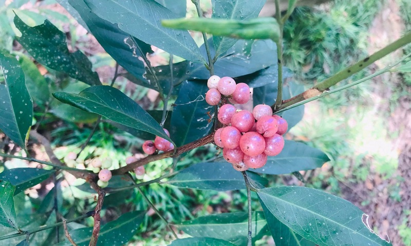 Cây bưởi bung (Glycosmis pentaphylla) thuộc họ Cam, mọc phổ biến ở nhiều vùng đồi núi và trung du Việt Nam.