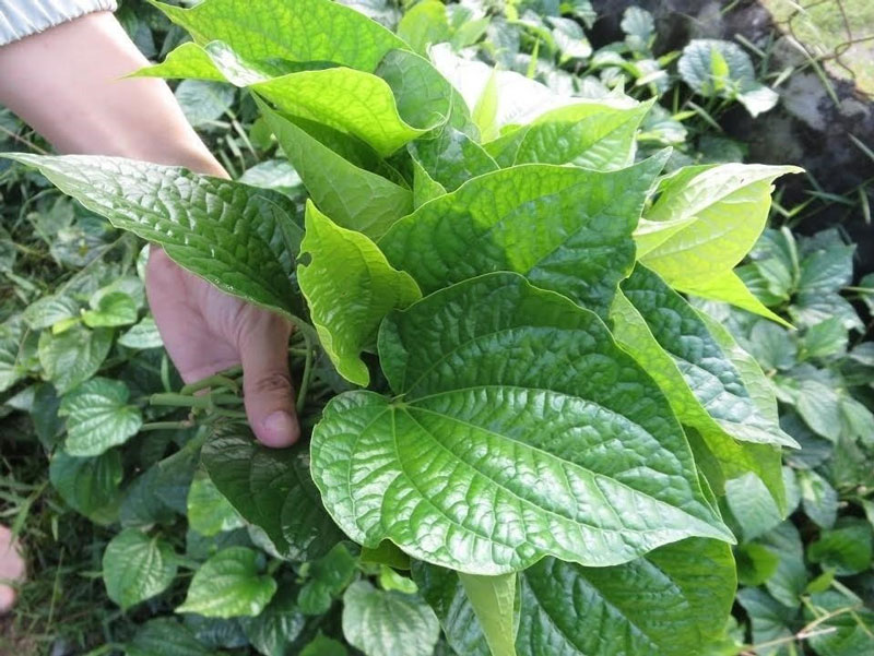 Các bài thuốc trị gai cột sống lưng từ cây lá lốt không có tác dụng chữa trị, chỉ giúp giảm đau tạm thời