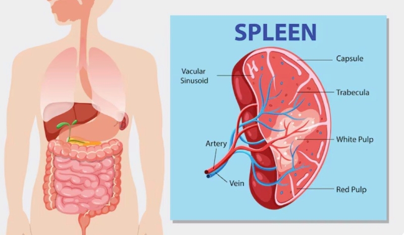 Lá lách là bộ phận đảm nhận nhiều vai trò quan trọng trong cơ thể