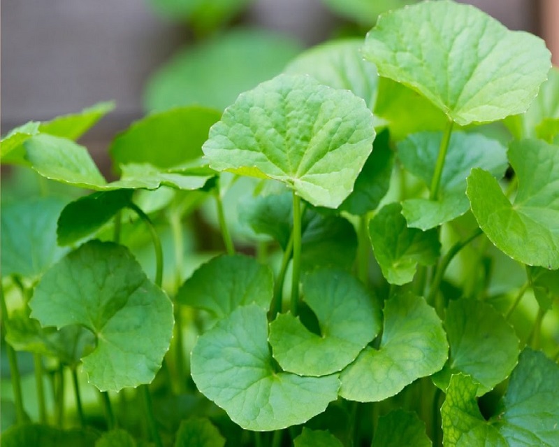 Rau má chứa nhiều hợp chất chống oxy hóa 