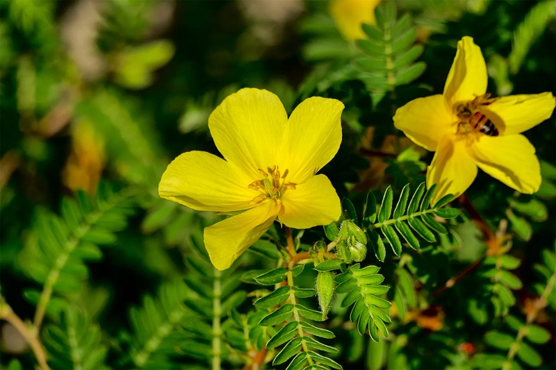 Cây bạch tật lê (Tribulus terrestris) là dược liệu được sử dụng trong y học cổ truyền.