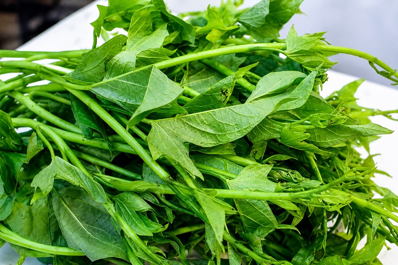 Nhiều người thắc mắc “Bị Suy thận có ăn được rau lang không?”