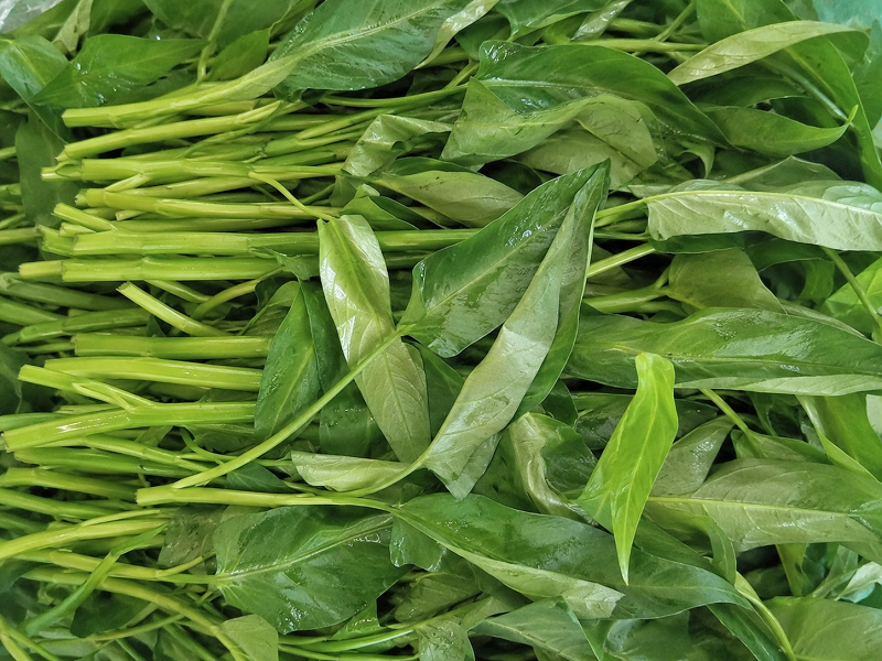 Rau muống là loại rau xanh có thể bổ sung trong chế độ ăn của người bệnh tiểu đường nếu sử dụng đúng cách 