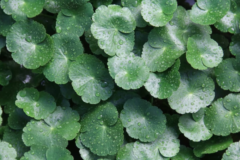 Rau má tươi chứa hàm lượng vitamin và khoáng chất cao