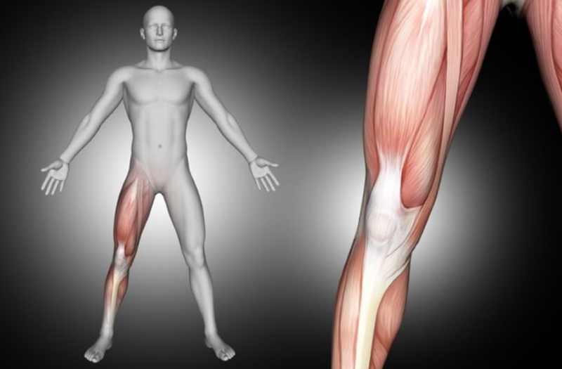 Gân và dây chằng có cấu tạo, vị trí và chức năng khác nhau trong hệ vận động