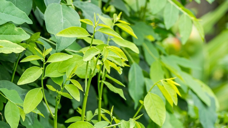 Rau ngót giàu vitamin, chất xơ và các khoáng chất có lợi cho sức khỏe. 