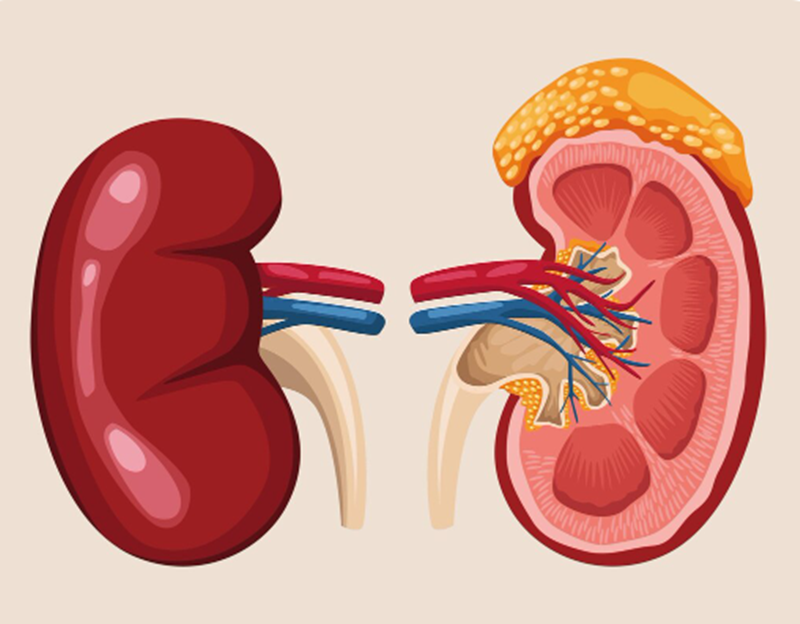 Một số vấn đề về thận có thể gây tăng huyết áp