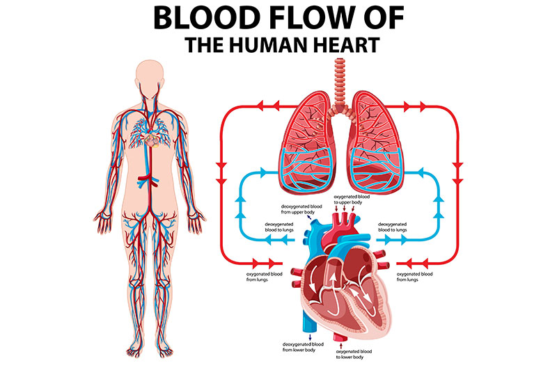 Trái tim giữ một vai trò quan trọng, chịu trách nhiệm co bóp đưa máu đi nuôi cơ thể