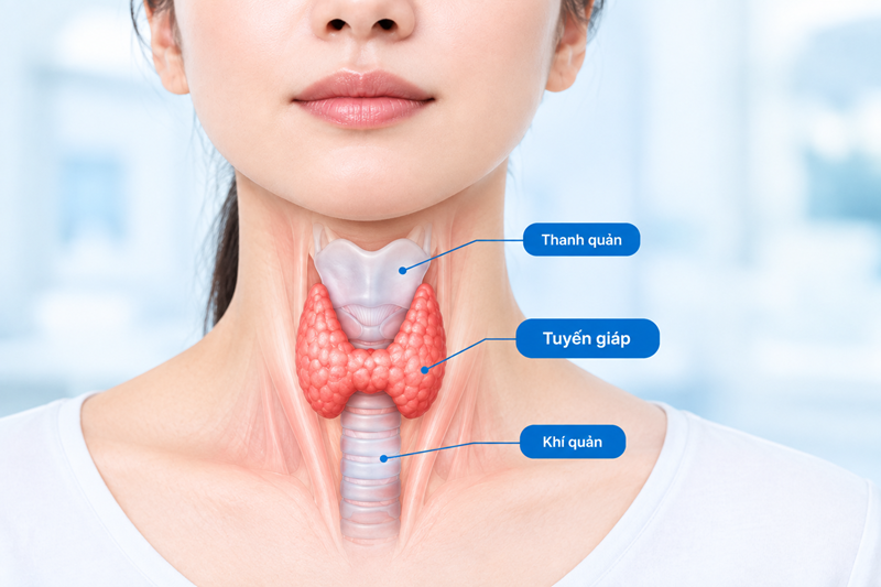 Hình ảnh và vị trí của tuyến giáp trong cơ thể người. Nguồn ảnh minh họa AI