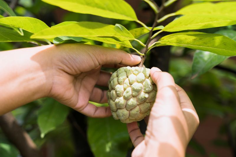 Quả na chứa hàm lượng chất xơ và khoáng chất dồi dào 