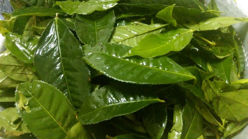 Trà xanh giúp ngăn ngừa quá trình oxy hóa cholesterol xấu 