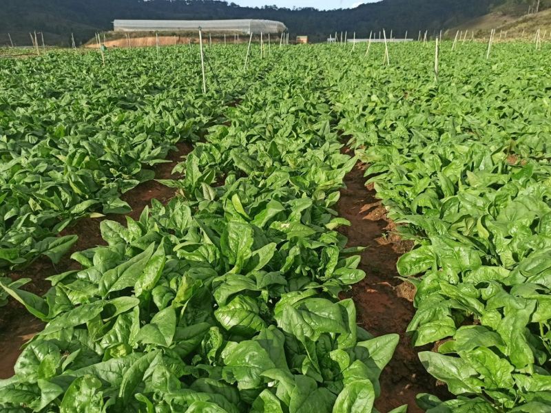 Rau bina là thực phẩm tốt cho tuyến giáp