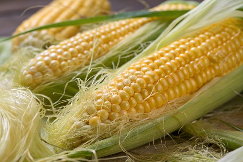 Nên lựa chọn râu ngô tươi, sợi to để thu được hàm lượng dưỡng chất cao