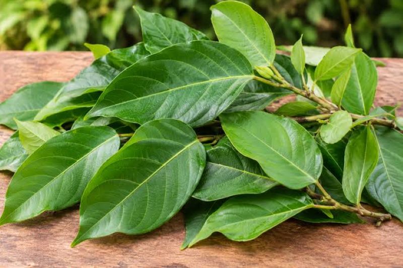 Tìm hiểu lá sung kỵ với gì để tránh kết hợp sai thực phẩm gây hại cho sức khỏe