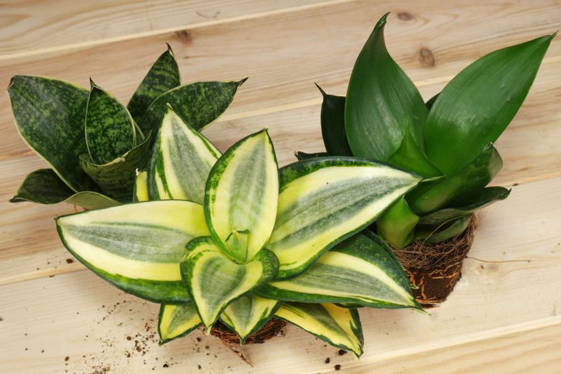 Các loại cây lưỡi hổ