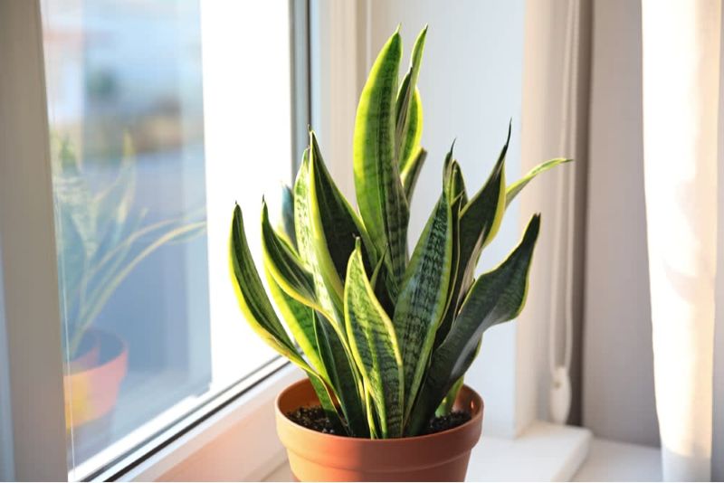 Cây lưỡi hổ được dùng làm cây cảnh trang trí trong nhà cải thiện chất lượng không khí