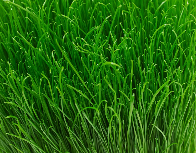 Lá hẹ là loại rau gia vị quen thuộc, thường xuất hiện trong nhiều món ăn của người Việt 