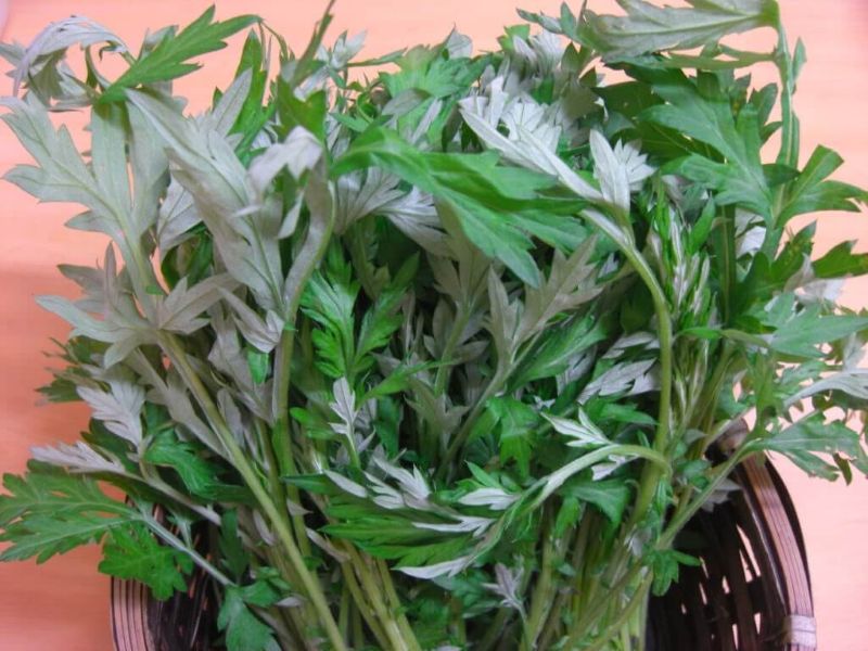 Cây ngải cứu