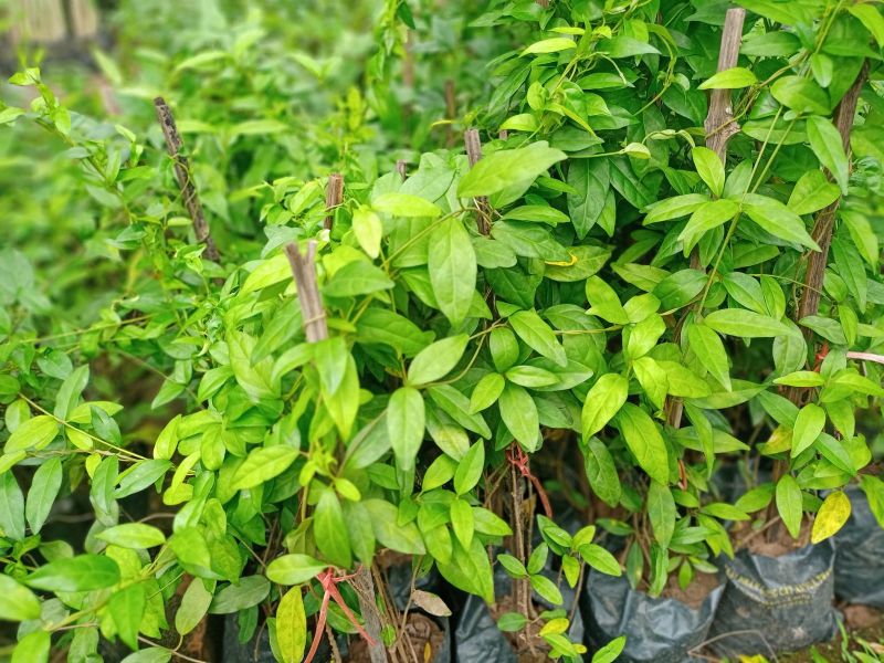 Dây thìa canh là thảo dược hỗ trợ điều trị tiểu đường