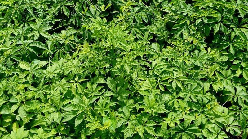 Cây giảo cổ lam 
