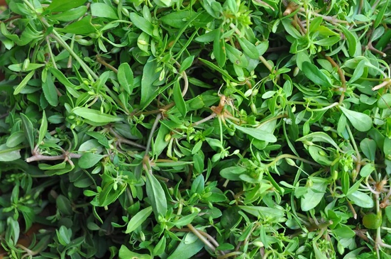 Bạn chỉ nên dùng rau đắng đất với lượng vừa phải