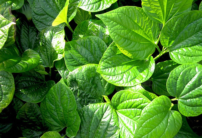 Lá lốt tươi – loại rau gia vị quen thuộc nhưng được khuyến cáo hạn chế trong giai đoạn nuôi con bằng sữa mẹ. 