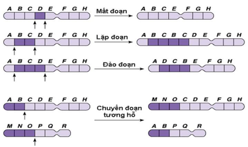 Một số bất thường nhiễm sắc thể hay gặp 