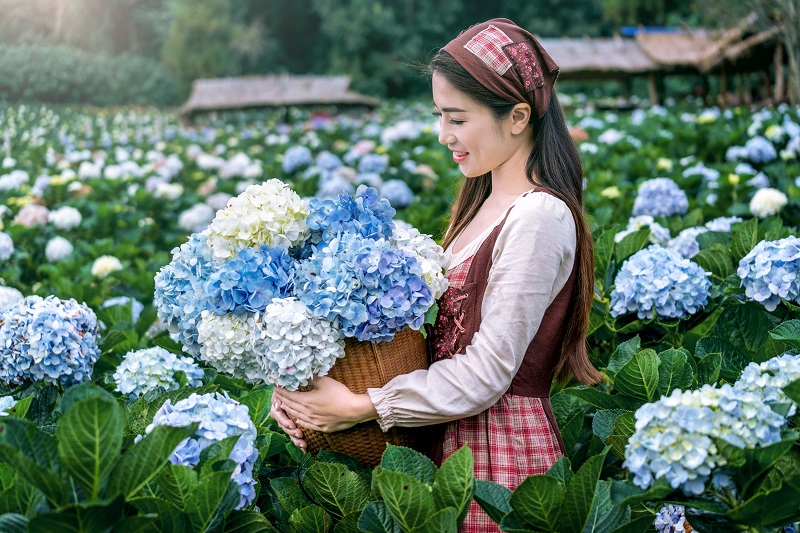 Lá, nụ và hoa cẩm tú cầu là những bộ phận chứa nồng độ độc tố cao nhất. 