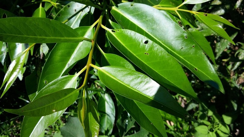 Lá và nụ vối là hai bộ phận thường được dùng để nấu nước uống. 