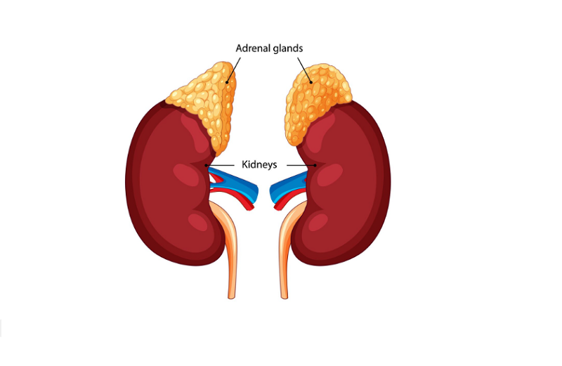 Tuyến thượng thận là nơi sản xuất hormone cortisol tự nhiên trong cơ thể. 
