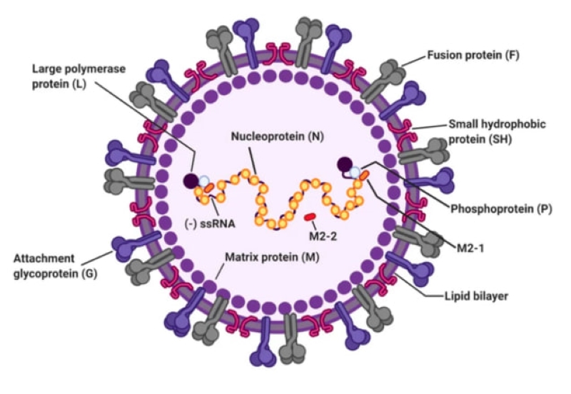 Virus hợp bào hô hấp (RSV) là tác nhân hàng đầu gây ra 70 - 80% các trường hợp viêm tiểu phế quản ở trẻ (Ảnh: BSCC)  