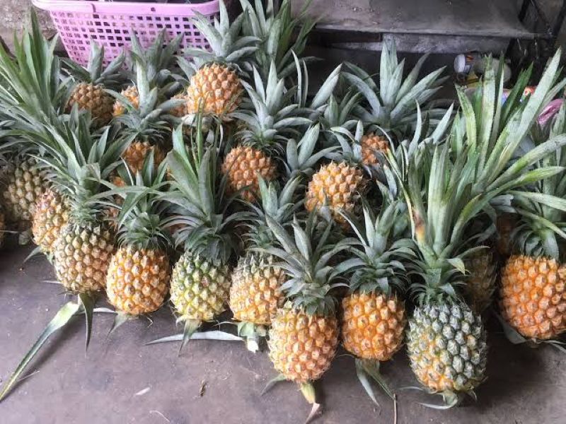 Người bệnh tiểu đường có thể ăn dứa nếu ăn đúng liều lượng