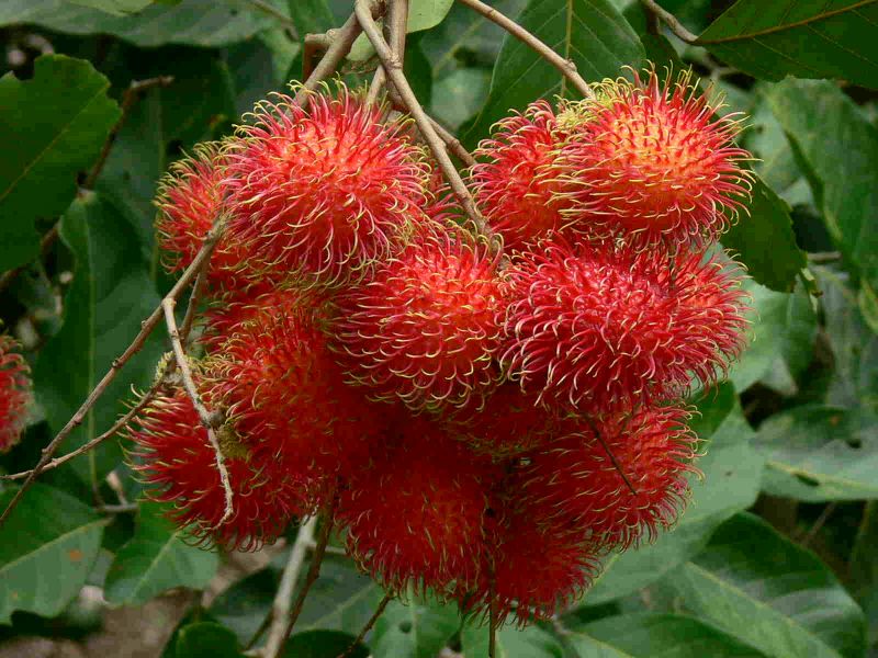 Quả chôm chôm