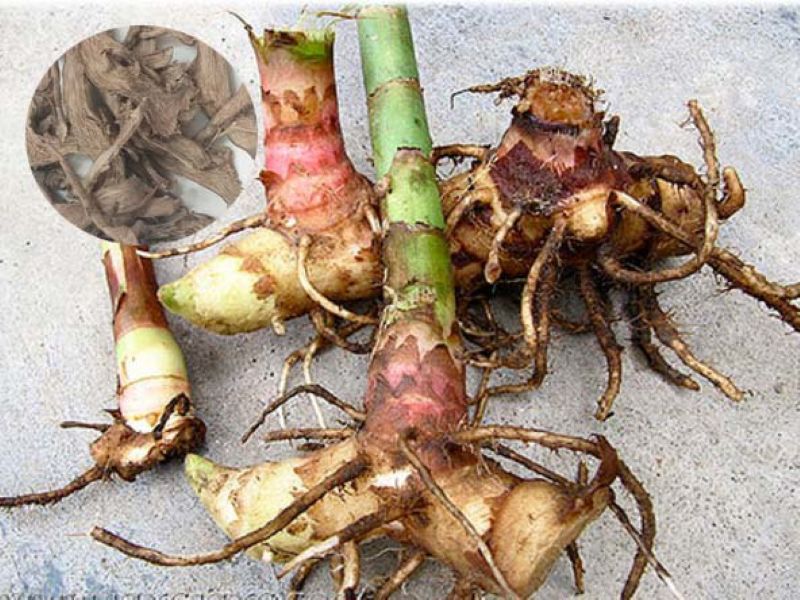 Củ cát lồi