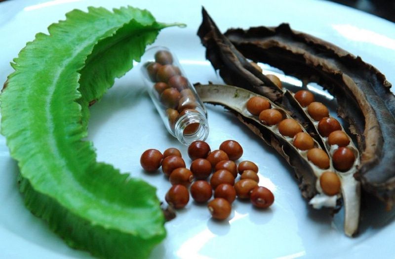 Hạt đậu rồng