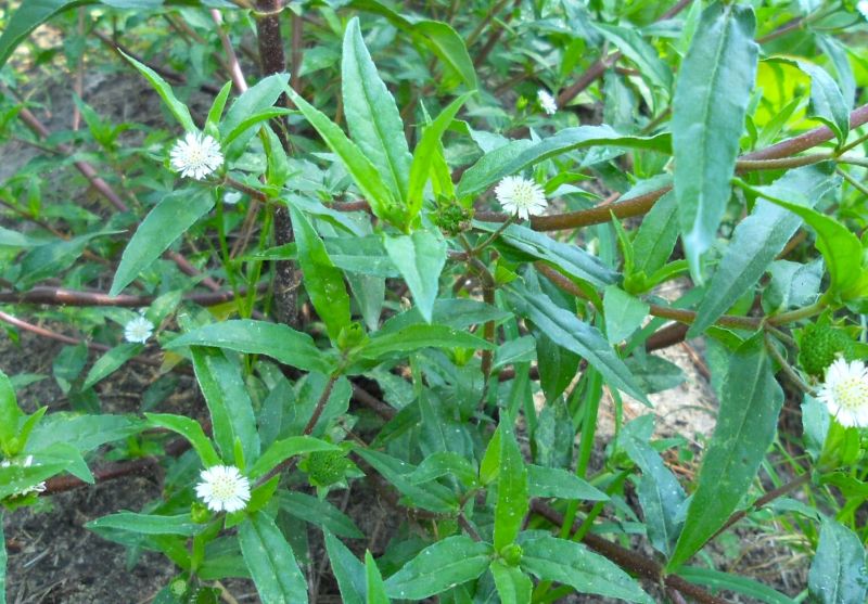 Cây nhọ nồi 