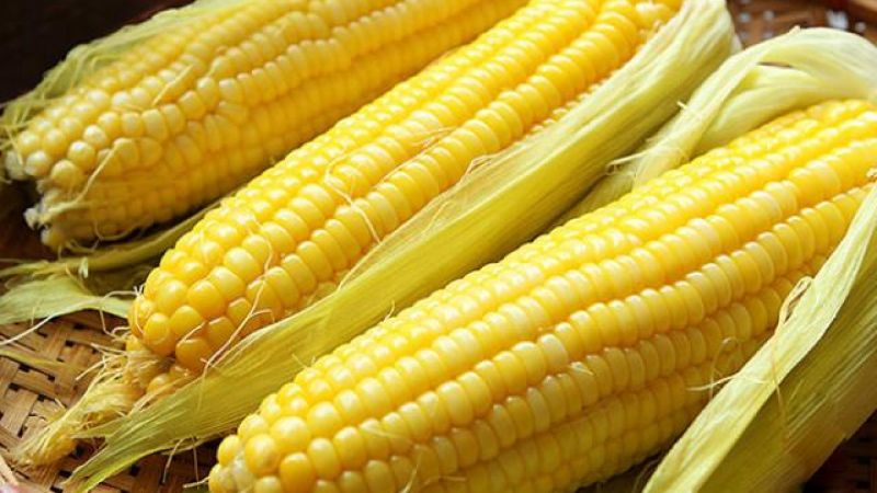 Người suy thận có ăn được ngô không còn phụ thuộc vào giai đoạn bệnh
