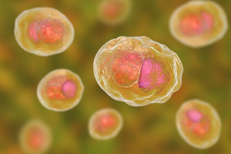 Vi khuẩn Chlamydia trachomatis là một trong những vi khuẩn gây bệnh viêm niệu đạo