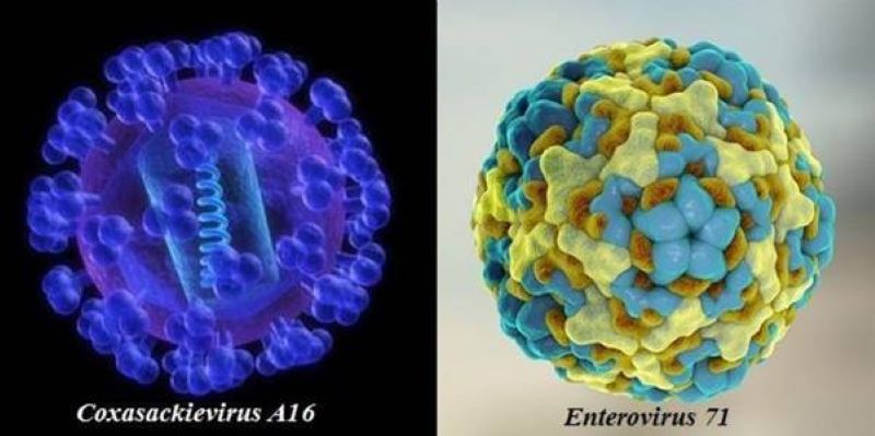 Virus gây bệnh tay chân miệng