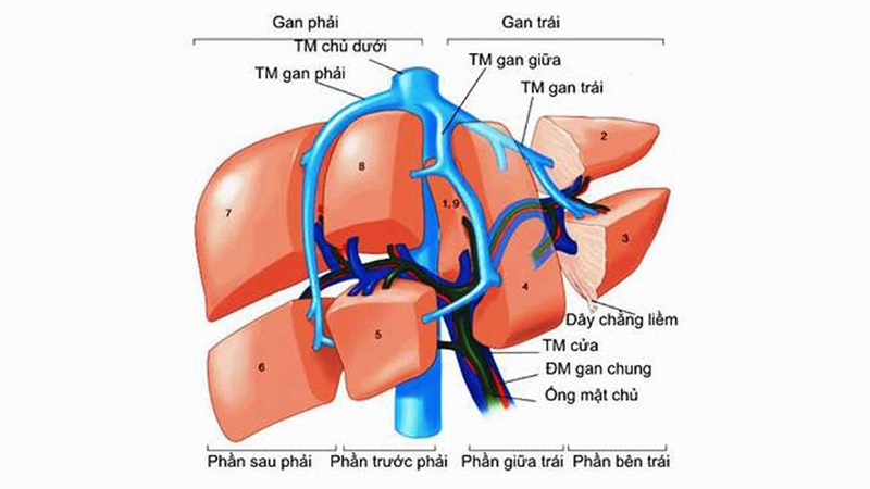 Những biến chứng nguy hiểm nào có thể xảy ra do tăng áp lực tĩnh mạch cửa gan?
