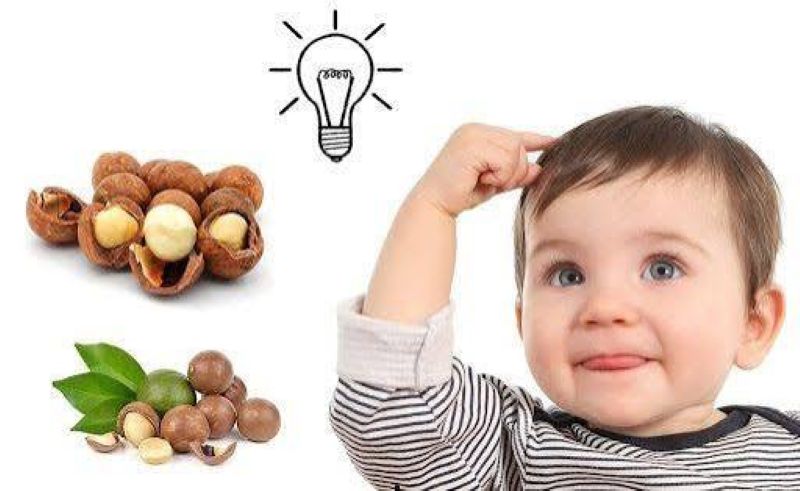 Trẻ em và người biếng ăn thích ăn hạt macca hơn hạt óc chó
