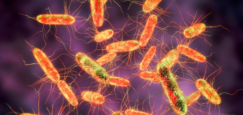 Vi khuẩn Salmonella 