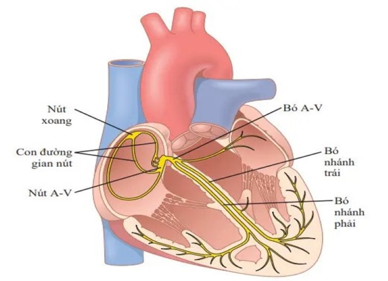 Nguy cơ suy nút xoang tăng lên ở người cao tuổi do quá trình thoái hóa tự nhiên