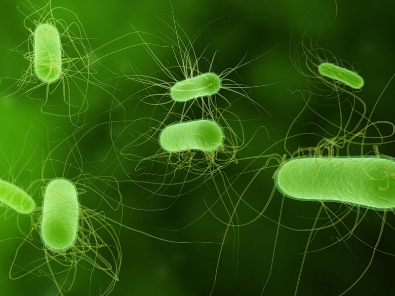 Vi khuẩn E. coli là một trong những tác nhân gây bệnh