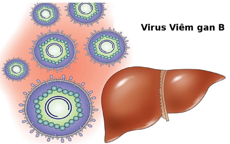 Nhiễm virus viêm gan là nguyên nhân gây tổn thương tại cầu thận